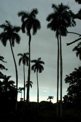 palmtrees at sunset