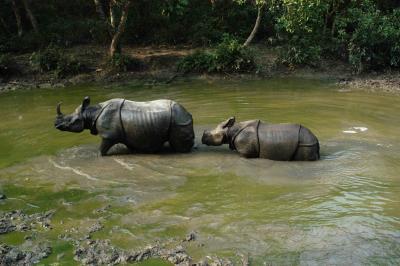 Rhino safari