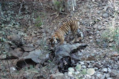 Indian tiger