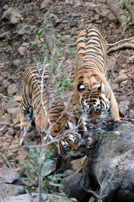 mother with a cub