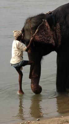 elephant washing