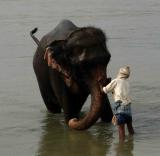 elephant washing