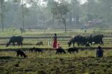 Chitwan NP