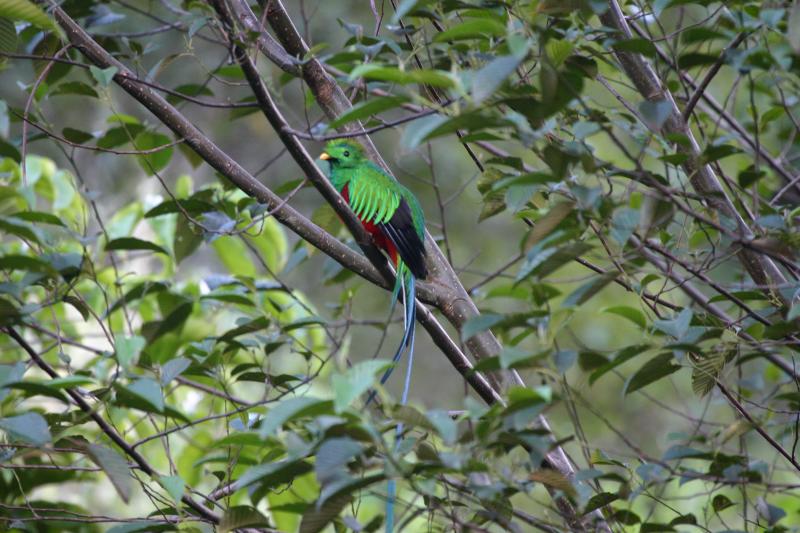 Resplendent Quetzal