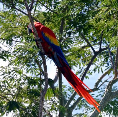 Scarlet Macaw