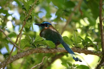 Blue-crowned Motmot