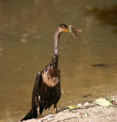 Anhinga