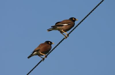 Common Myna