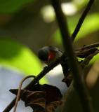 Flame-throated Warbler