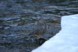 American Dipper