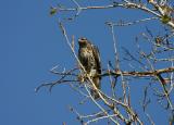 Red-tailed Hawk