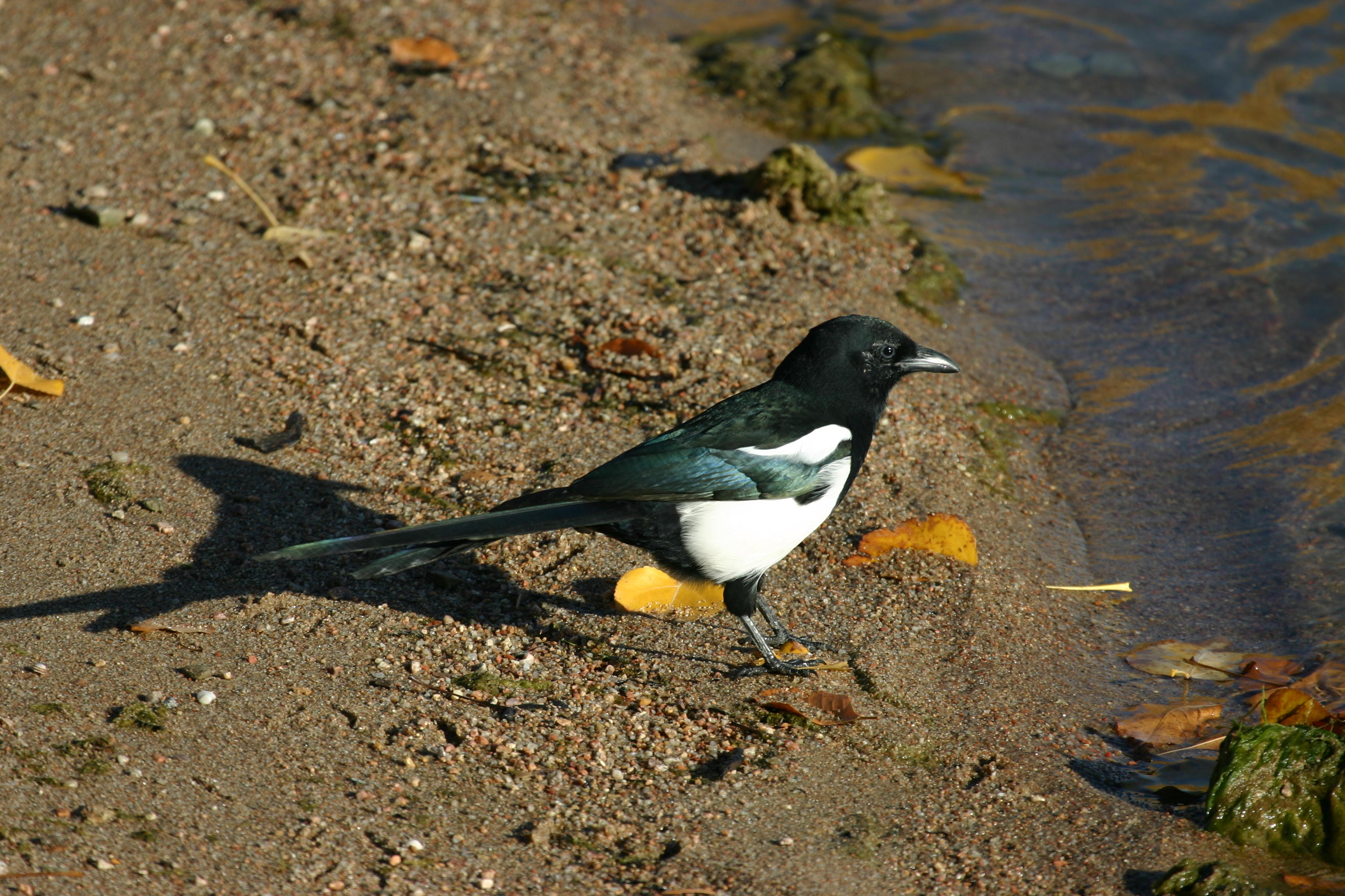 Black-billed Magpie