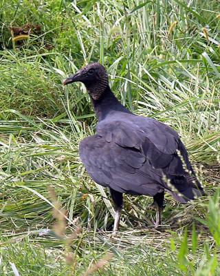 Black Vulture