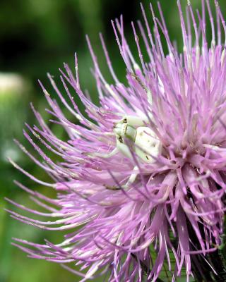 White Crab Spider II