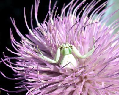 White Crab Spider  IV