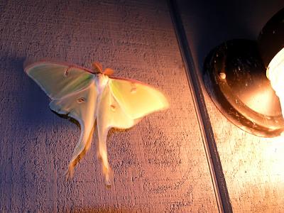 Luna Moth1