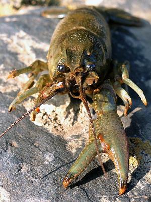 Crayfish3a