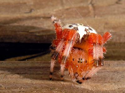 wSpider Eyes.jpg