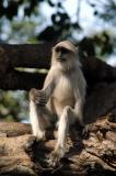 Hanuman Langurs