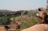 Monkey on the wall of Ranthambhore Fort
