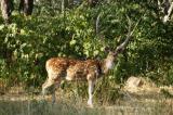 Chital buck