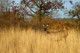 Sambar doe in the tall grass