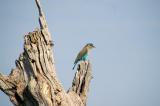 We managed to get the driver to stop without scaring away this Indian Roller