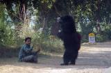 Along the road from Agra to Fatehpur Sikri, about twenty captive Sloth Bears are forced to dance. Dont give them money!