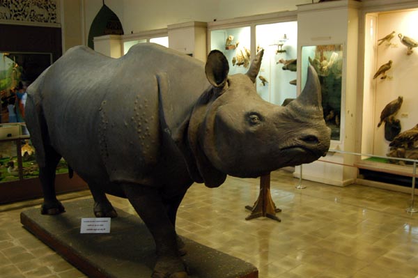 Indian Rhinocerous at the entrance to the Natural History section