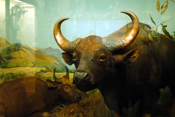 Gaur, a wild ox also known as the Indian Bison