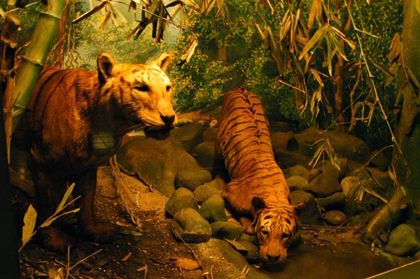 The only tigers I saw in India