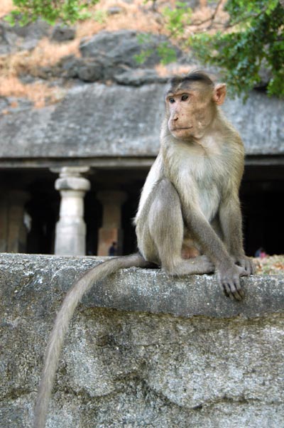 Monkey at the Elephanta Caves