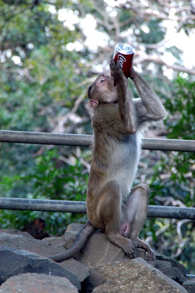 Coca cola monkey