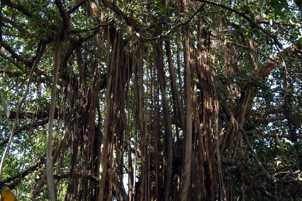 Banyan trees provide welcomed shade in tropical Mumbai