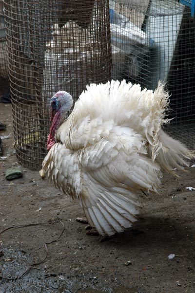 This turkey survived Thanksgiving