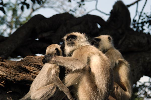 Hanuman Langurs