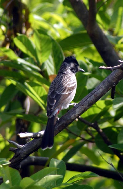 Red-Vented Bulbul (Pycnonotus cafer)