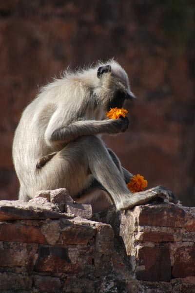 Monkey eating flowers