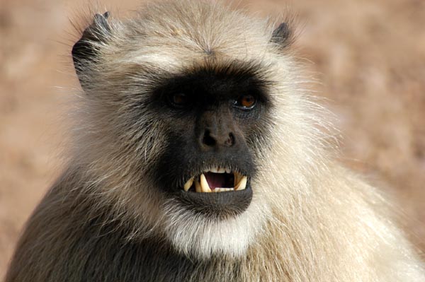 Monkey showing teeth