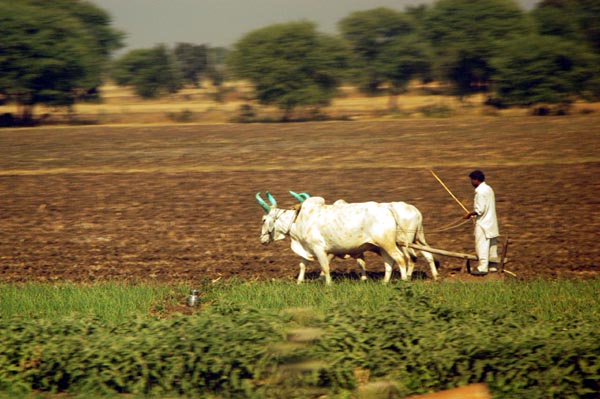 Farmer plowing a field with Oxen