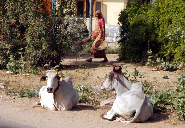 Cows in Sawai Madhopur