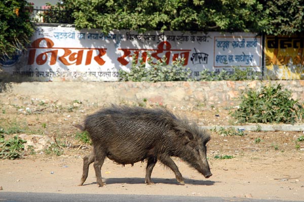 A pig on the side of the road