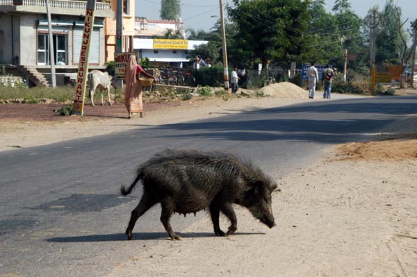 Pig on Ranthambhore Road