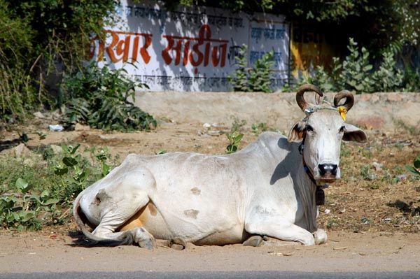 Cow on Ranthambhore Road