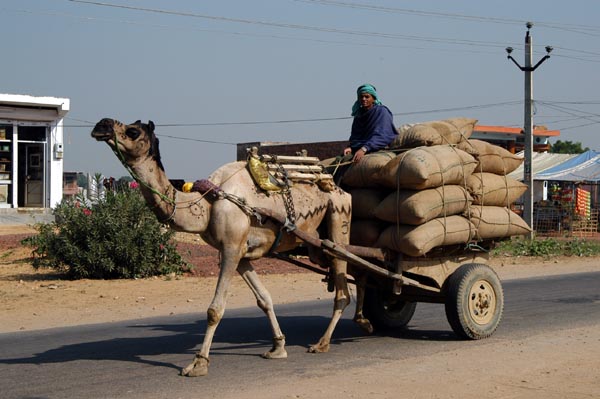 Camel Cart on Ranthambhore Road