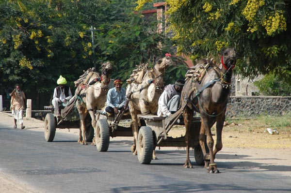 Three camel caravan