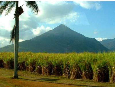 Sugarcane and mountain