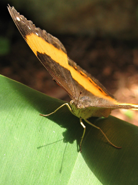 butterfly