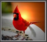 Red bird of the Christmas season 04.jpg