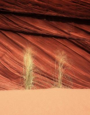 Wild Grass on Dune
